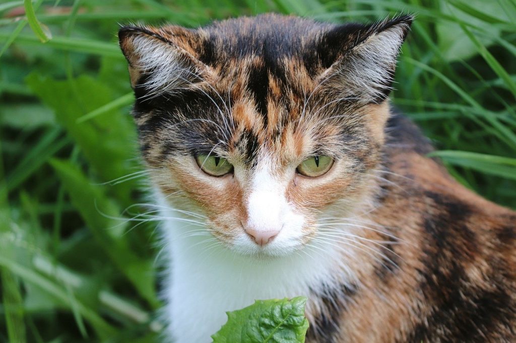 cat, eyes, whiskers-7344083.jpg
